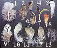 Petites plumes pour le montage
