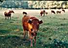 Vache de race Limousine