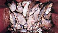 et de nombreux poissons "blancs"