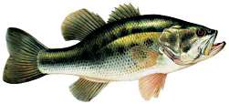 BLACK-BASS