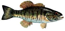 BLACK-BASS