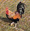 Coq Limousin (30ko)